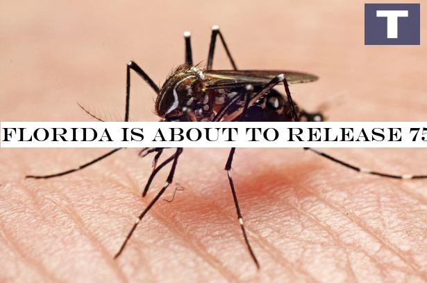 Florida is about to release 750 million genetically modified mosquitoes