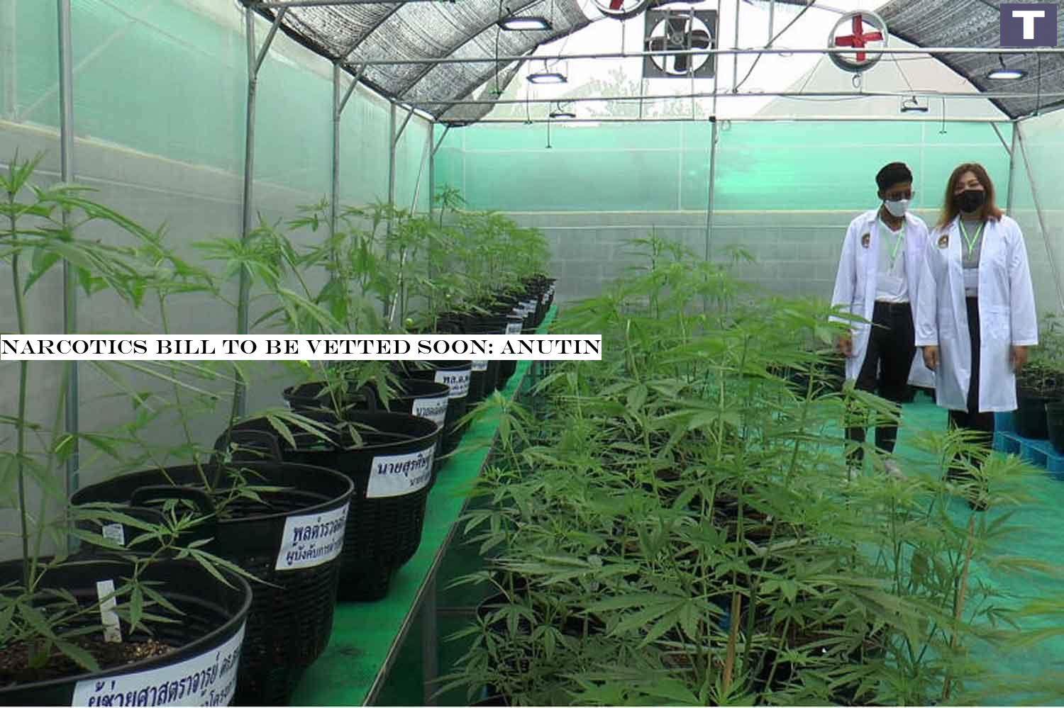 A cannabis farm in Nakhon Ratchasima province. (Photo: Prasit Tangprasert) Narcotics bill to be vetted soon: Anutin