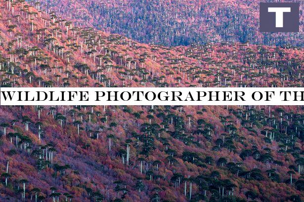 Wildlife Photographer of the Year photos - including adorable snap of possums