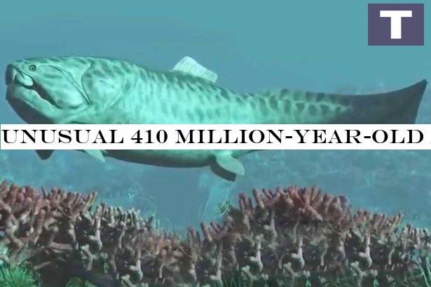 Unusual 410 million-year-old armoured fish fossil 'rewrites history of sharks'
