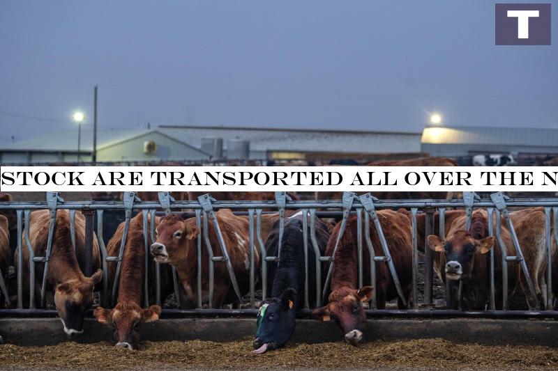 Farm animals are hauled all over the country; so are their pathogens