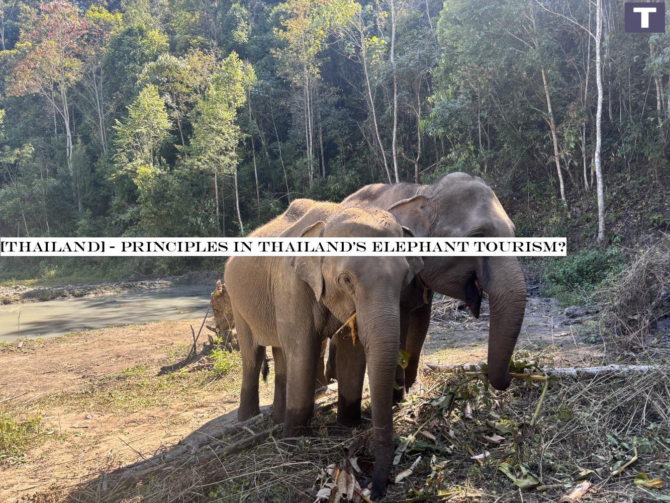 Ethics in Thailand's elephant tourism?