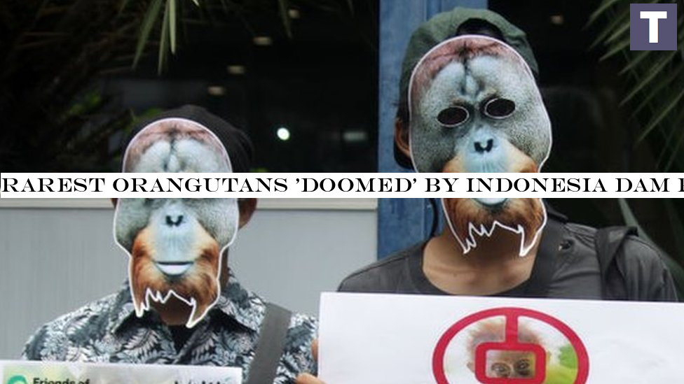 Rarest orangutans 'doomed' by Indonesia dam project